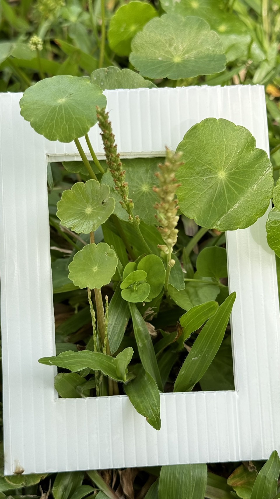 銅錢草Whorled Umbrella Plant