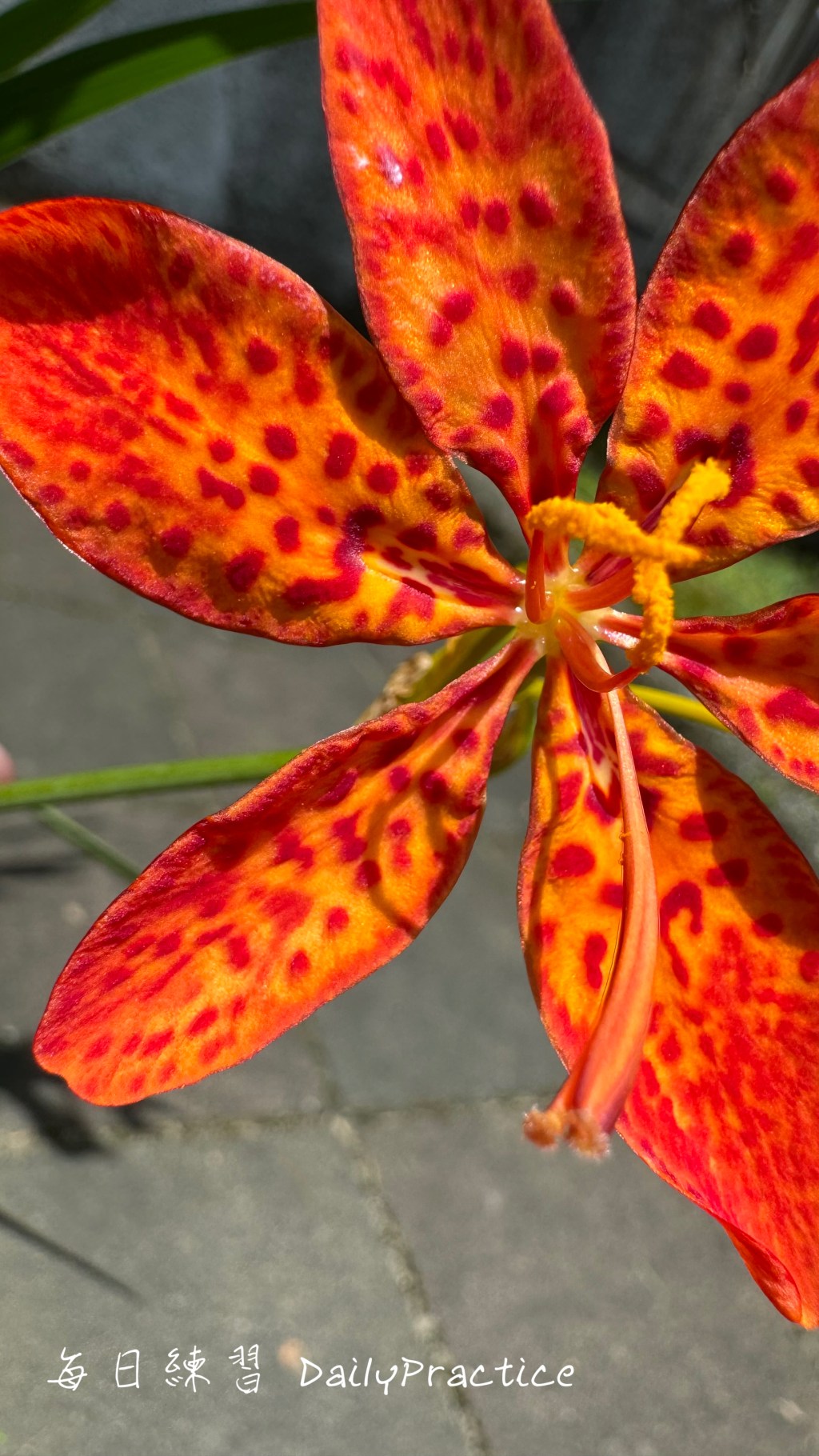 射干：台灣的魅力原生植物與生態意義