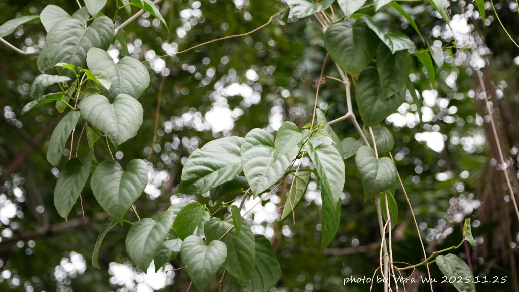 雞心藤和粉藤的區別