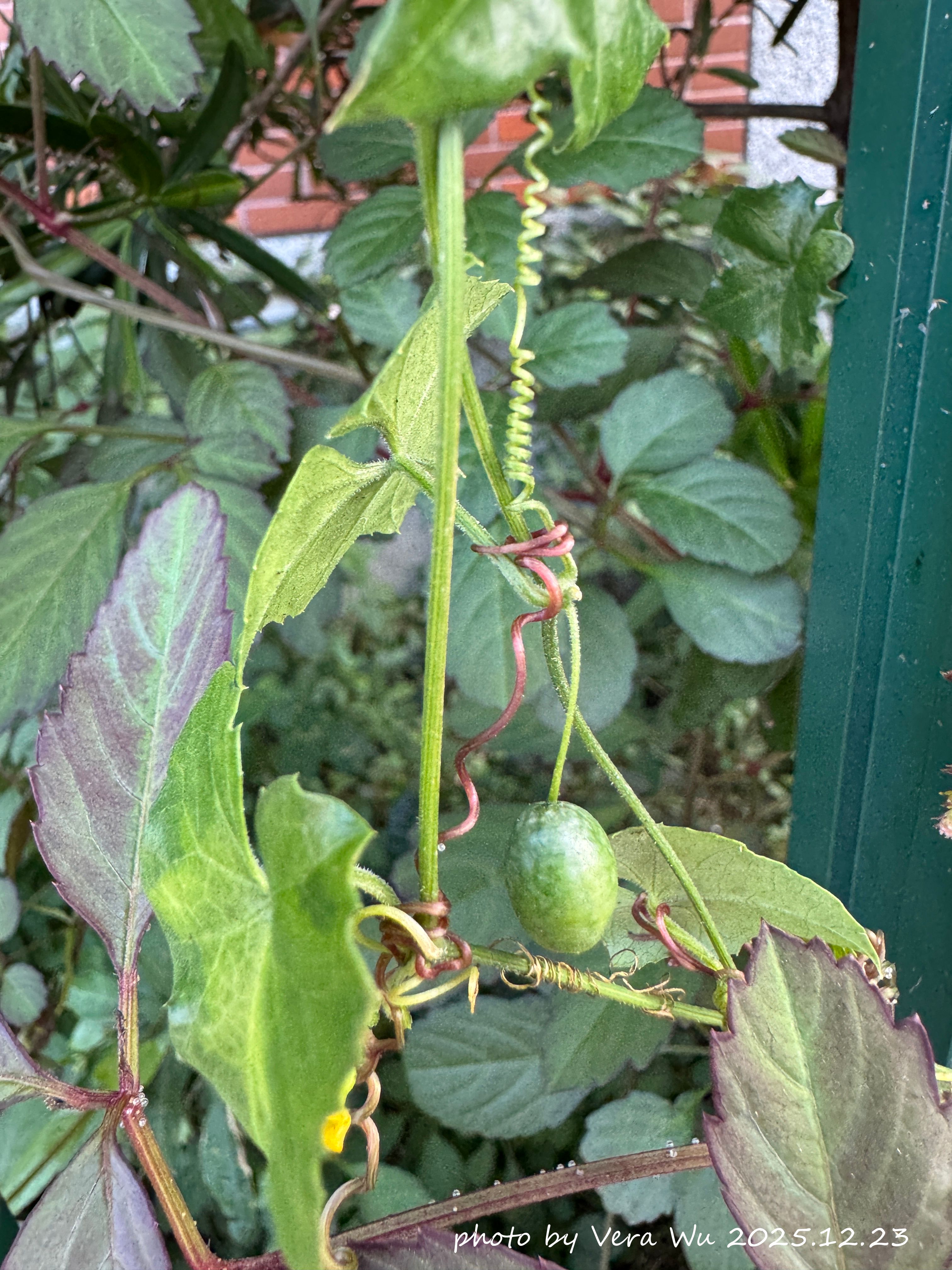 垂果瓜：圍籬的小精靈