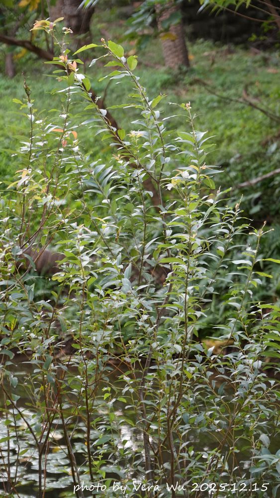 水柳及水社柳的區別