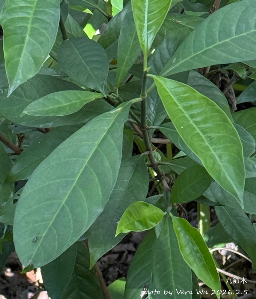 九節木的特徵與辨識方法