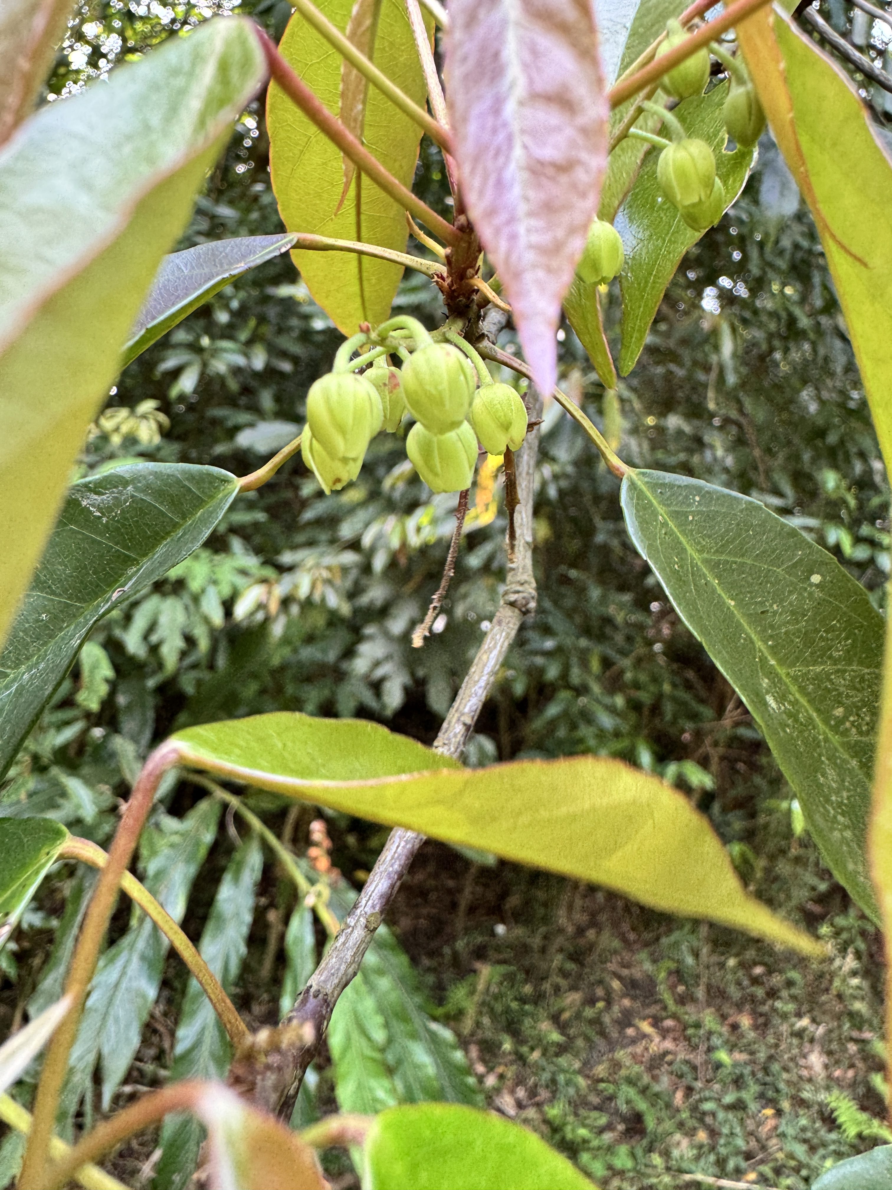 薯豆